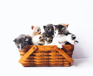 kittens in basket jigsaw puzzle