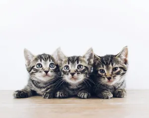 three brown tabby kitten lying on board jigsaw puzzle