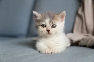 white and grey kitten on grey textile jigsaw puzzle