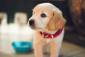 selective focus photography of short-coated brown puppy facing right side jigsaw puzzle