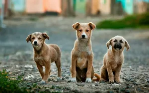 selective focus photography of three brown puppies jigsaw puzzle