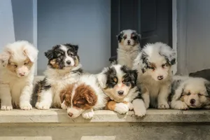 long-coated white puppy litter jigsaw puzzle