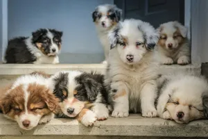 four assorted-color puppies on window jigsaw puzzle