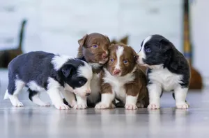 black and white short coated puppy jigsaw puzzle