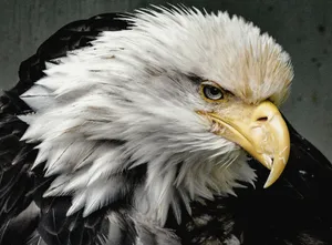 eagle jigsaw puzzle