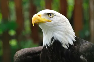 shallow focus photography of bald eagle jigsaw puzzle