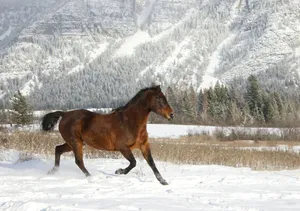 a horse running in the snow in front of a mountain jigsaw puzzle