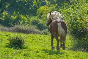A horse running through a grassy field. jigsaw puzzle