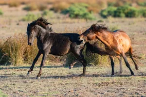 Two wild horses play fighting in a dry field. jigsaw puzzle