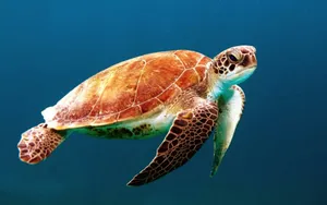 brown turtle swimming underwater jigsaw puzzle