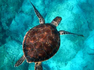 brown turtle swimming in ocean jigsaw puzzle