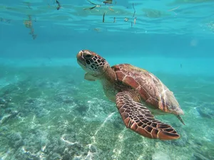 brown sea turtle jigsaw puzzle