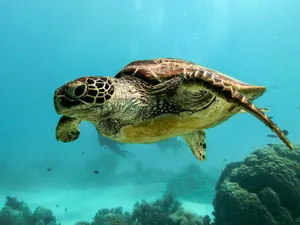 brown and black turtle under water jigsaw puzzle