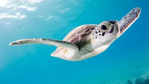 close up photography of brown sea turtle jigsaw puzzle
