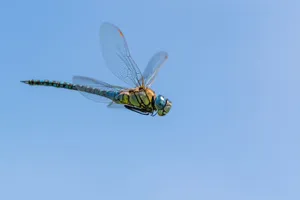a dragonfly flying in the air jigsaw puzzle