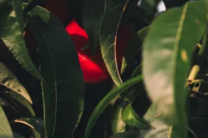 a close up of a leafy tree with a red object in the background jigsaw puzzle
