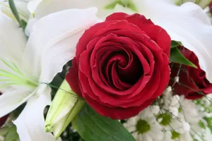 Stunning close-up of a vibrant red rose surrounded by white lilies, showcasing natural beauty. jigsaw puzzle