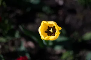A vibrant top-view close-up of a blooming yellow tulip capturing its petals and stamen. jigsaw puzzle