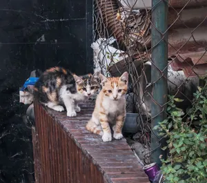 Adorable two kittens sitting on a brick wall amidst urban greenery and fencing. jigsaw puzzle