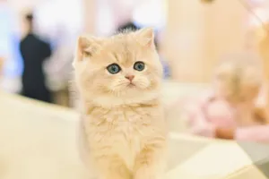 A cute fluffy kitten with blue eyes sits indoors, capturing hearts with its charming expression. jigsaw puzzle