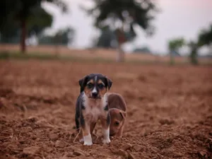 Two puppies exploring an open field with a blurred background. Cute and playful jigsaw puzzle