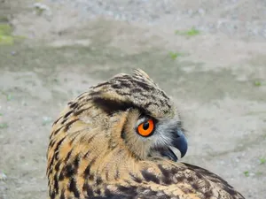 Close-up of a Eurasian Eagle-Owl showing its distinctive orange eyes and detailed plumage. jigsaw puzzle