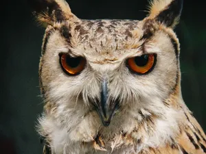 Detailed close-up of a Eurasian eagle-owl with striking orange eyes and detailed plumage. jigsaw puzzle