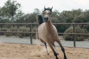 A dynamic shot of a horse galloping with dust rising in an outdoor arena in Barcelona. jigsaw puzzle