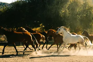 A group of horses galloping in a dusty paddock in Türkiye during the day. jigsaw puzzle