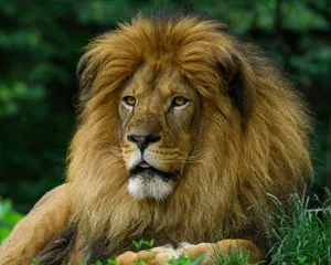 Close-up of a lion in the Pittsburgh Zoo showcasing its majestic mane. jigsaw puzzle