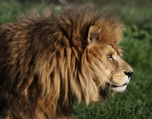 Close-up of a majestic lion in profile view amidst lush greenery, highlighting its regal mane. jigsaw puzzle