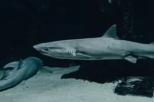 Dramatic close-up of sharks swimming in an underwater aquarium, showcasing marine life. jigsaw puzzle