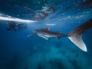 Stunning underwater view of a whale shark with scuba divers in the background, showcasing marine life. jigsaw puzzle