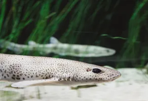 Closeup shot of wild fish swimming in clean water of aquarium in zoo jigsaw puzzle