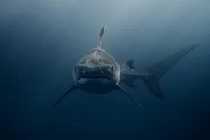 Stunning close-up of a majestic whale shark swimming underwater in Haleiwa, Hawaii. jigsaw puzzle