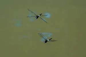 Two dragonflies gracefully flying over calm water, showcasing nature's beauty. jigsaw puzzle