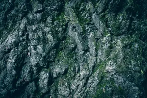 Detailed close-up of rough tree bark covered in green moss for nature backgrounds. jigsaw puzzle