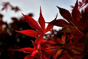 Close-up of vivid red maple leaves backlit by autumn sunlight, showcasing nature's beauty. jigsaw puzzle