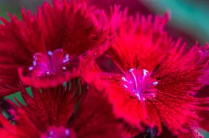 Stunning close-up of vibrant red Dianthus flowers showcasing delicate petals and freshness. jigsaw puzzle