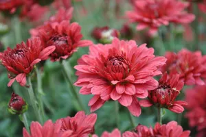 Close-up of vibrant red chrysanthemums in full bloom in a garden setting. jigsaw puzzle