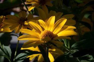 Close-up of a bright yellow sunflower basking in sunlight, creating a warm and vibrant scene. jigsaw puzzle