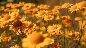 Close-up of vibrant yellow daisies in full bloom under the warm summer sun outdoors. jigsaw puzzle