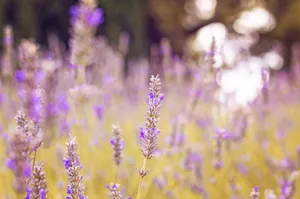 Purple lavender flowers in full bloom with a soft focus background create a serene rural landscape. jigsaw puzzle