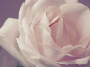 Beautiful close-up of a delicate pink rose, showcasing its soft petals in elegant detail. jigsaw puzzle