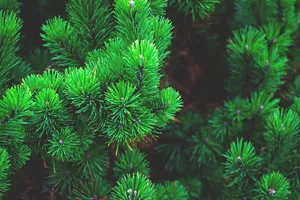 pine jigsaw puzzle