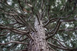tree jigsaw puzzle
