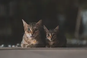 cats jigsaw puzzle