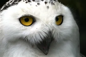 snowy owl jigsaw puzzle