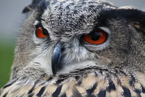 owl jigsaw puzzle