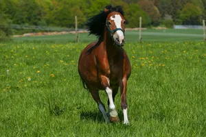 pony mare galloping jigsaw puzzle